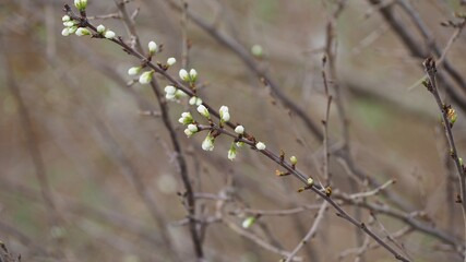 bonita rama con gemas blancas de forma ovalada, lérida, españa, europa 