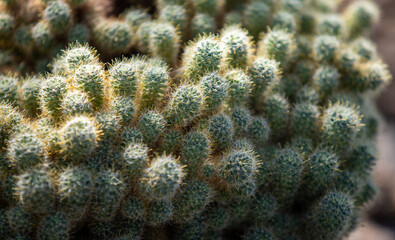 Naklejka na ściany i meble Green cactus plants close-up in the ground.