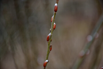 The warm temperatures of Spring mean the Pussy willows will be budding.  Buds from our pussy willow bush sprout in Windsor in Upstate NY.