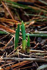 Daffodils breaking through the ground to start another season's growth.  Spring brings new growth to the Daffodils in our garden in Upstate NY.