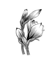 Amaryllis hippeastrum lilly flower isolated black and white outline sketch drawing. Spring floral bouquet foliage element. design illustration. Line style.