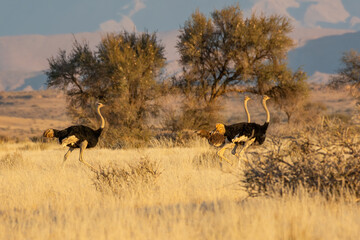 Common ostrich (Struthio camelus), large birds running, Namib-Naukluft national park, Namibia
