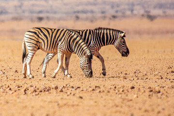 Fototapeta na wymiar Burchell's zebras (Equus quagga burchellii) in the Namib desert, Namibia 