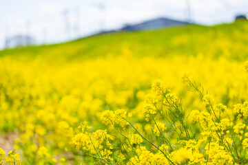 Obraz premium 土手に咲く満開の菜の花畑