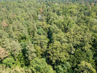 Deciduous forest in summer. Aerial drone view.