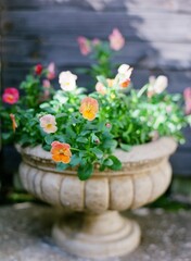 Pansies in a Poot