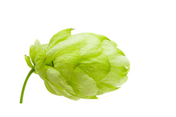 hop cones isolated