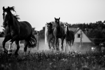 horses galloping in the field 