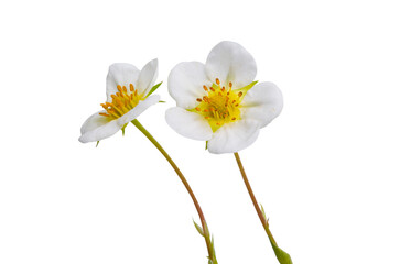 strawberry flower isolated