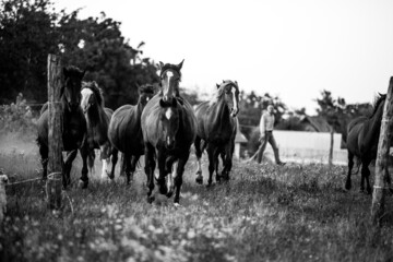 horses galloping in the field 