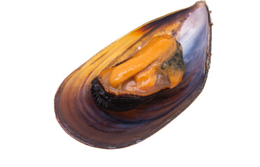 mussels isolated