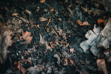 Bushcraft im Wald. Outdoor Kochen im Wald