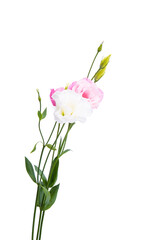 eustoma flower isolated