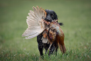Cocker spaniel gundog carrying pheasant