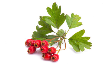 hawthorn branch isolated