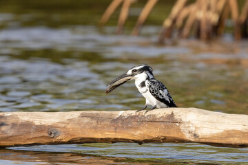 Ein freigestellter Graufischer mit einem Fisch im Schnabel sitzt in der Seitenansicht auf einem Baumstamm direkt über dem Fluss
