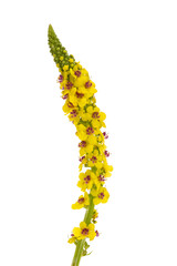 yellow meadow flower