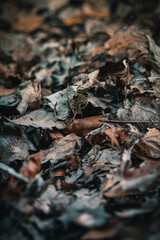 Bushcraft im Wald. Outdoor Feuer machen und Kochen