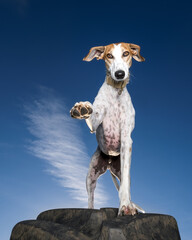 Lurcher dog giving a high five