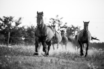 horses galloping in the field