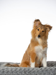 Shetland sheepdog puppy dog with white background. Puppy portrait isolated on white, image taken in a studio.
