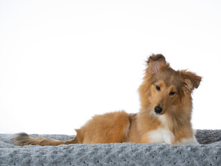 Shetland sheepdog puppy dog with white background. Puppy portrait isolated on white, image taken in a studio.