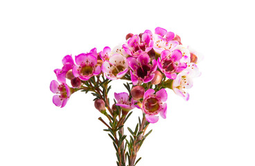 wax rose myrtle flowers isolated