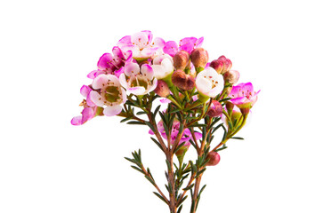 wax rose myrtle flowers isolated