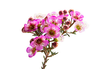 wax rose myrtle flowers isolated