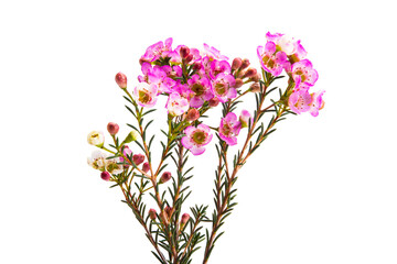 wax rose myrtle flowers isolated