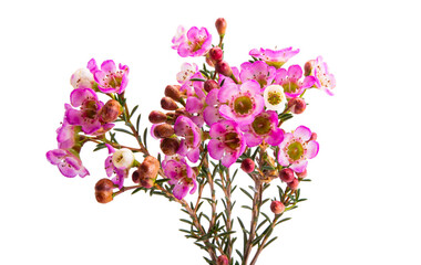 Fototapeta na wymiar wax rose myrtle flowers isolated