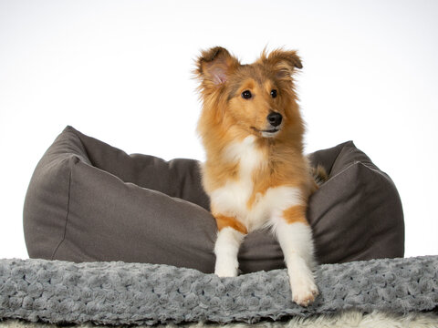 Shetland sheepdog puppy dog with white background. Puppy portrait isolated on white, image taken in a studio.