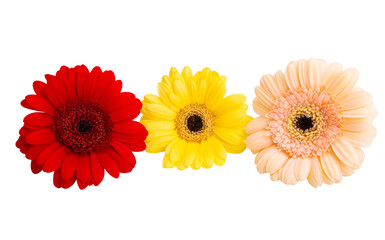 gerbera flowers isolated