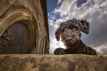 Labradoodle dog peering over a stone wall in the Cotswolds