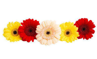 gerbera flowers isolated