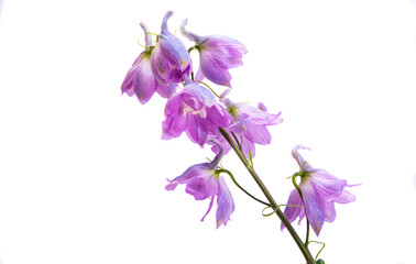 Obraz premium delphinium flower isolated