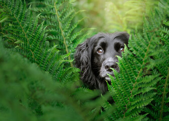 Black spaniel peering through green ferns