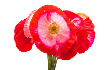 beautiful poppies isolated