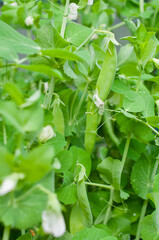 Sweet peas