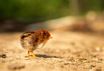 portrait of Easter little fluffy yellow chicken walking in the yard of the village on a Sunny spring day