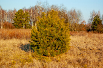 Fototapeta premium Sosna