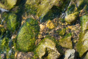 green moss on stone in ocean
