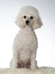 Poodle posing in a studio with white background. Dog portrait isolated on white, image taken in a studio.