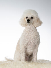 Poodle posing in a studio with white background. Dog portrait isolated on white, image taken in a studio.