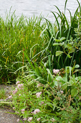 Obraz premium Swamp landscape