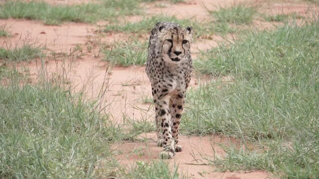 Guepard is walking, slow motion