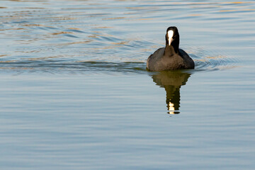 Eurasian coot bird (Fulica atra)