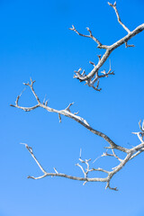 Fototapeta na wymiar Beautiful dry branch of tree isolated on blue background.Dry wooden stick from the forest with sunlight.