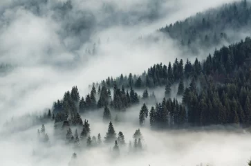 Poster Mistig bos mist over de bergen Oekraïne