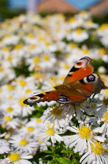 Schmetterlinge und Bienen